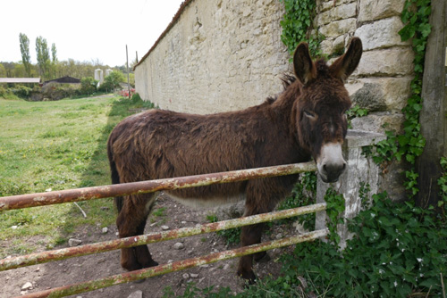 Vente terrain sur la commune de Sainte Hermine